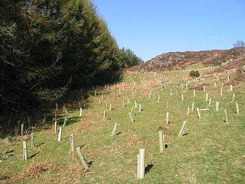 Students planting trees for an environmental club